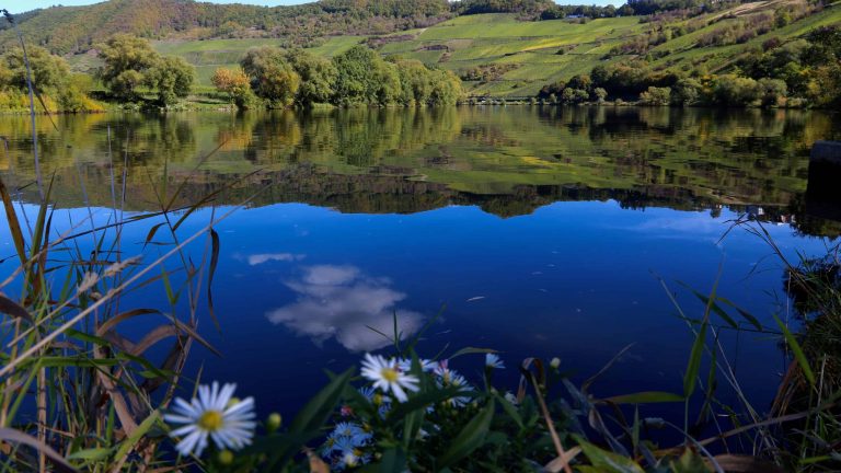 MOSELTOURER Winewalks IMG 3683jpeg 768x432