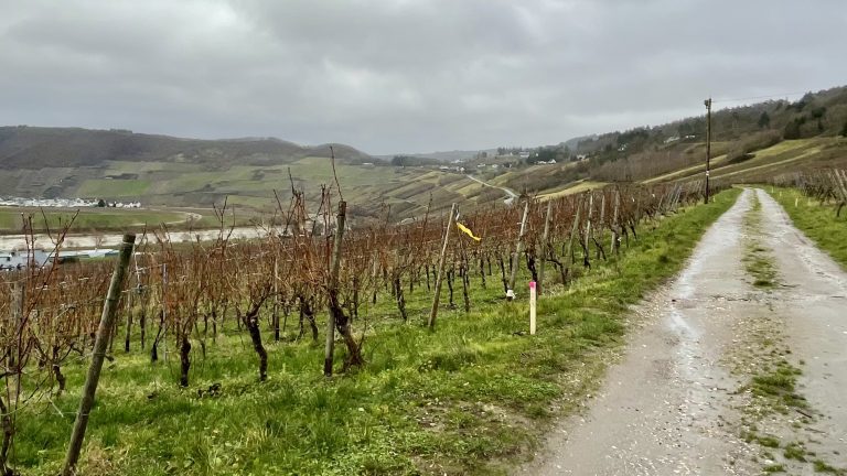 MOSELTOURER Roemische Villa Bohnengarten IMG 1251 768x432