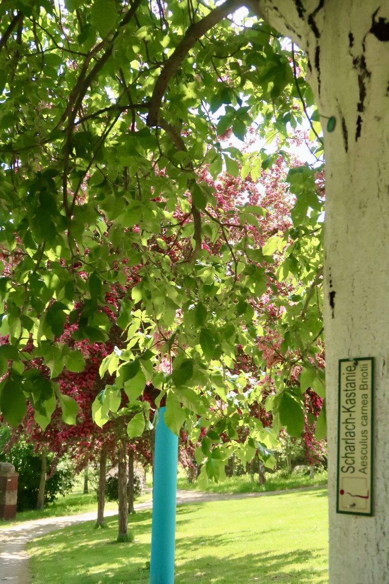 MOSELTOURER Skulpturenpark Bohnengarten Leiwen IMG 5102 768x1152